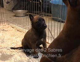 chiot malinois it is x caiser
