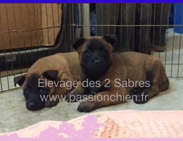 chiot malinois à 6 semaines