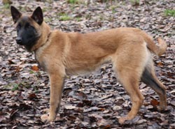 Reproductrice malinoise Fat Mama des 2 Sabres