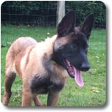 Malinoise Fire Mama des 2 Sabres